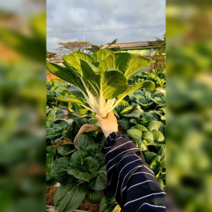 BENIH SAWI PAKCOY CHINNESE (KEMASAN ORIGINAL)