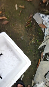 Lobster hiasan air tawar (Rc blue 3 inchi sepasang)