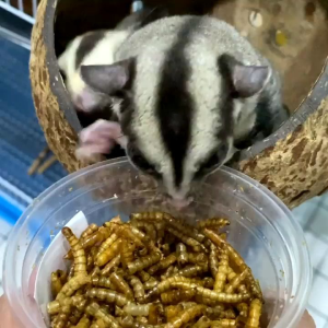 DRIED MEALWORM ULAT HONGKONG || MAGGOT KERING MAKANAN SUGARGLIDER - HAMSTER - BURUNG - IKAN 100 GR