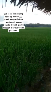BENIH PADI MR 297 KEMASAN 5KG BIBIT UNGGUL BERKUALITAS DAN TAHAN HAMA