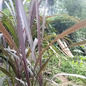 Jual Tebu Ireng atau Wulung per 2 kg panjang 50 senti