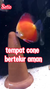 Tempat Bertelur Ikan DISCUS MANFISH & Cone Discus