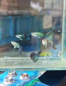 Platinum Dumbo Green ( Brazil ) Guppy 1 pair
