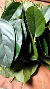 Daun Cincau Hijau Segar: Manfaat & Cara Menggunakannya