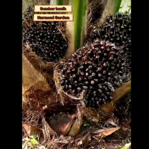 benih kecambah sawit PPKS simalungun isi 250 butir