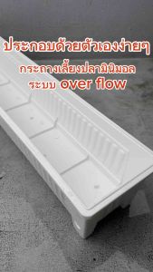กระถางเลี้ยงปลา overflow พร้อมวาวล์เปิดปิดน้ำและหัวตัวสายยาง กะบะเลี้ยงปลา อ่างเลี้ยงปลา อ่างเลี้ยงปลาเมกาดะ อ่างปลาสวยๆ อ่างเลี้ยงปลาบอลลูน อ่างเลี้ยงปลาหางนกยูง