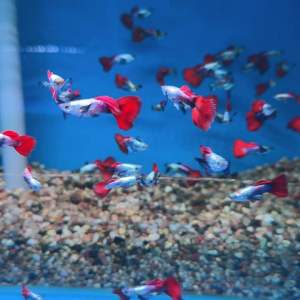 Guppy Big Ear Red Tail Dumbo 大耳孔雀鱼