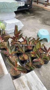 Bibit tanaman aglonema red sumatra/POS