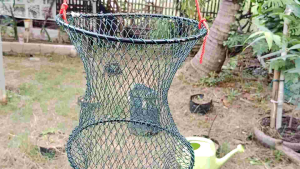 Koja Ring 2 Korang Bulat Tempat Ikan Mujair