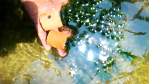 Tanaman Air Aquascape Densa: Pilihan Tanaman Asli untuk Dekorasi Aquarium