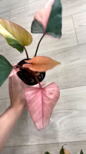 Homalomena Pink Diamondเสน่ห์จันทร์ดำด่างหลากสีไม้นำเข้าขยายพันธุ์จากต้นแม่ที่ด่างมีรากพร้อมปลูก