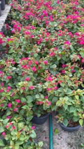 ต้นเฟื่องฟ้ากระถาง 11นิ้ว ส่งทั้งกระถาง เลือกสีได้ ต้นเฟื่องฟ้า ดอกเฟื่องฟ้า ทนแดด ออกดอกทั้งปี ดูแลง่ายขยายพันธุ์ได้ Bougainvillea