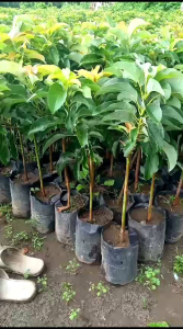 BIBIT ALPUKAT ALIGATOR JUMBO | Batang Besar