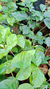 Tanaman Bunga Melati Wangi & Bunga Melati Jawa