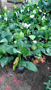 Tanaman Hias Indoor: Sphatupilum Spathyphylum & Bunga Lily