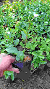 tanaman hidup melati jasmine bunga melati jasmin