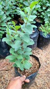 BISA COD tanaman herbal bidara arab asli sudah rimbun untuk ruqyah pohon bidara