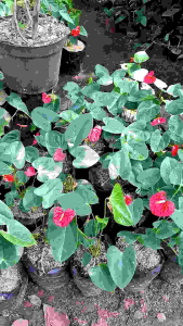 Tanaman Indoor Anthurium Mickeymous Mikimos Tanaman Hias Hidup Anthurium Bunga Cantik