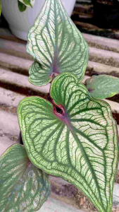 Keladi Wayang Putih RIEL100%: Produk Wayang Berkualitas Tinggi