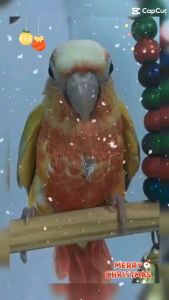 1 xích đu đủ size cho vẹt chim...