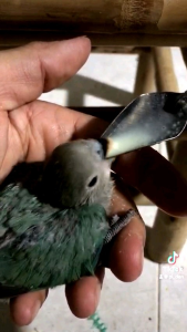 1 muỗng đút chuyên dụng cho vẹt non bằng thếp không gỉ