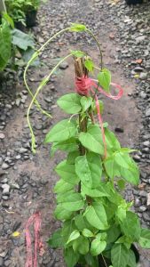 Cây lá giang dùng làm thực phẫm các món lẫu canhxào