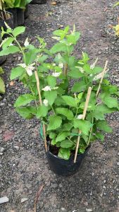 Cây Bạch trầm hương- hoa rất thơm mùi trầm