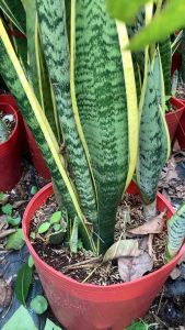 Cây Lưỡi hổ viền vàng - cây nội thất - cây phong thuỷ