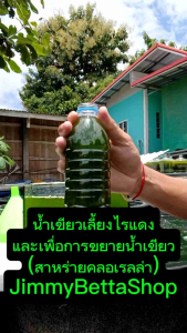น้ำเขียวเลี้ยงไรแดง​ (สาหร่ายคลอเรลล่า)​ สูตรเข้มข้น ขนาด 600 ml. x3 ขวด เพื่อเลี้ยงไรแดงและการขยายน้ำเขียวคลอเรลล่า