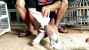 JAMU MERPATI GIRING KERAS "JAMU HEBAT"