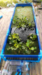 บ่ออนุบาลกระชังบกขนาด 60 * 140 * 30 ราคานี้ไม่รวมโครง