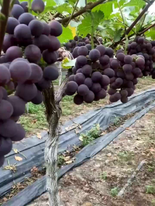 Bibit Anggur Import Kyoho Grafting Valid Murah Berkualitas