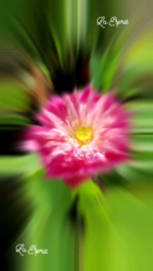 Multi Layer Lotus SEED / Biji Teratai Peony