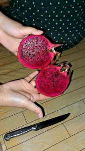 Bibit buah naga jenis Super Red Original. panjang bibit 25-30 CM