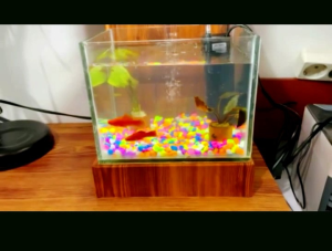 Akuarium Cantik Minimalis Full Set: Desain Modern & Ukuran Kecil