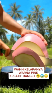 BIBIT POHON KELAPA MUDA PINK🌴Keunikan Kulit Kelapa ini Jarang Yang Menarik Pohon Bisa Berbuah Pendek Super Genja.Pohon Sudah SiapTanam Akar Sudah Kuat .Silakan Diorder Pemesanan Bisa COD Bayar ditempat