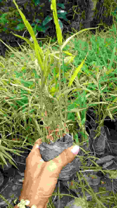 COD bibit tanaman jahe merah herbal - tanaman jahe merah unggul/bibit jahe merah asli + bibit jahe merah siap tanam 4 bonus 1