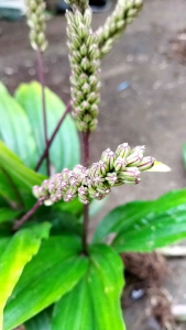 Bibit anggrek malaxis tanah per bibit