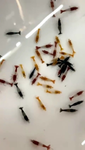 Mixed Neocaridina Shrimps 20/30/40 Pack Live Freshwater Shrimps Live Arrival