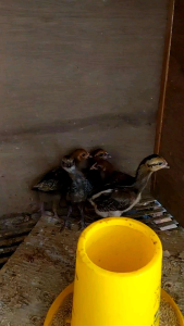 Vitamin Ayam Probiotik Cair BIOVIT PLUS Ayam Sehat Nafsu Makan Tinggi 250ml.