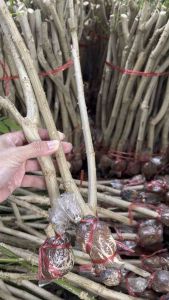 กิ่งชะอม ผักริมรั้ว มีไว้ติดบ้าน ปลูกเอง กินเอง ไร้สารพิษ กิ่งละ 16 บ รากเยอะ ปลูกขึ้นแน่นอน พร้อมส่ง จาก เพชรบุรี