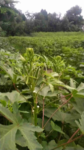 OKRA HIJAU SEGAR PARIAN 1kg/500gm/250gm