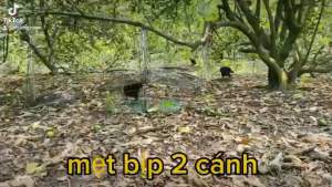 lụp bẫy bìm bịp làm từ thép Bẫy Chim Bìm Bịp Việt Nam Thiết Bị Bẫy Chim Bền Bỉ - Lazada