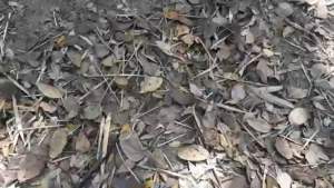 giò bẫy gà rừng bộ 20 chân