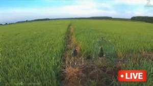 lụp gà nước 2 cánh bằng thép tặng chuông