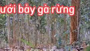 lưới gà rừng bấm chì dài 50m bằng dù