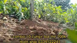 cung bẫy chim cút lủi bộ 10 cung
