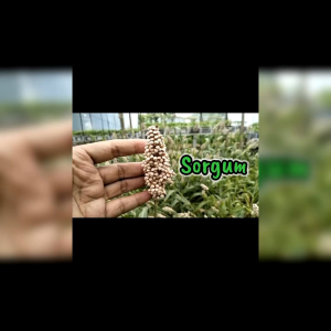 BIJI BENIH TANAMAN SORGUM PUTIH (REPACK)