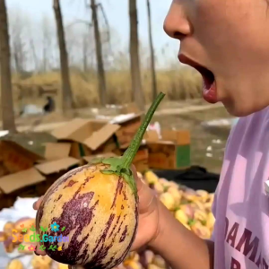 20 BUTIR BIJI/BENIH BUAH PEPINO WARNA KUNING