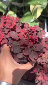 #โพธิ์แดงแคระ #โพธิ์แดงนำโชค พร้อมกระถาง  #Euphorbia cotinifolia #โพธิ์แดงแคระ เป็นไม้พุ่มยืนต้น ผลัดใบ ใบรูปหัวใจ ใบสีแดงสด ใบเยอะ กิ่งก้านเยอะ ฟอร์มพุ่มสวยงาม วางตรงไหนก็โดดเด่น ให้อารมณ์เหมือนต้นไม้ปลอม เหมือนต้นไม้ผลัดใบฤดูใบไม้ผลิ  ขยายพันธุ์ด้วยการช